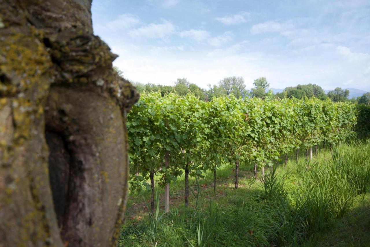 Alloggio Agrituristico CORTE SAN BIAGIO Corno di Rosazzo Esterno foto