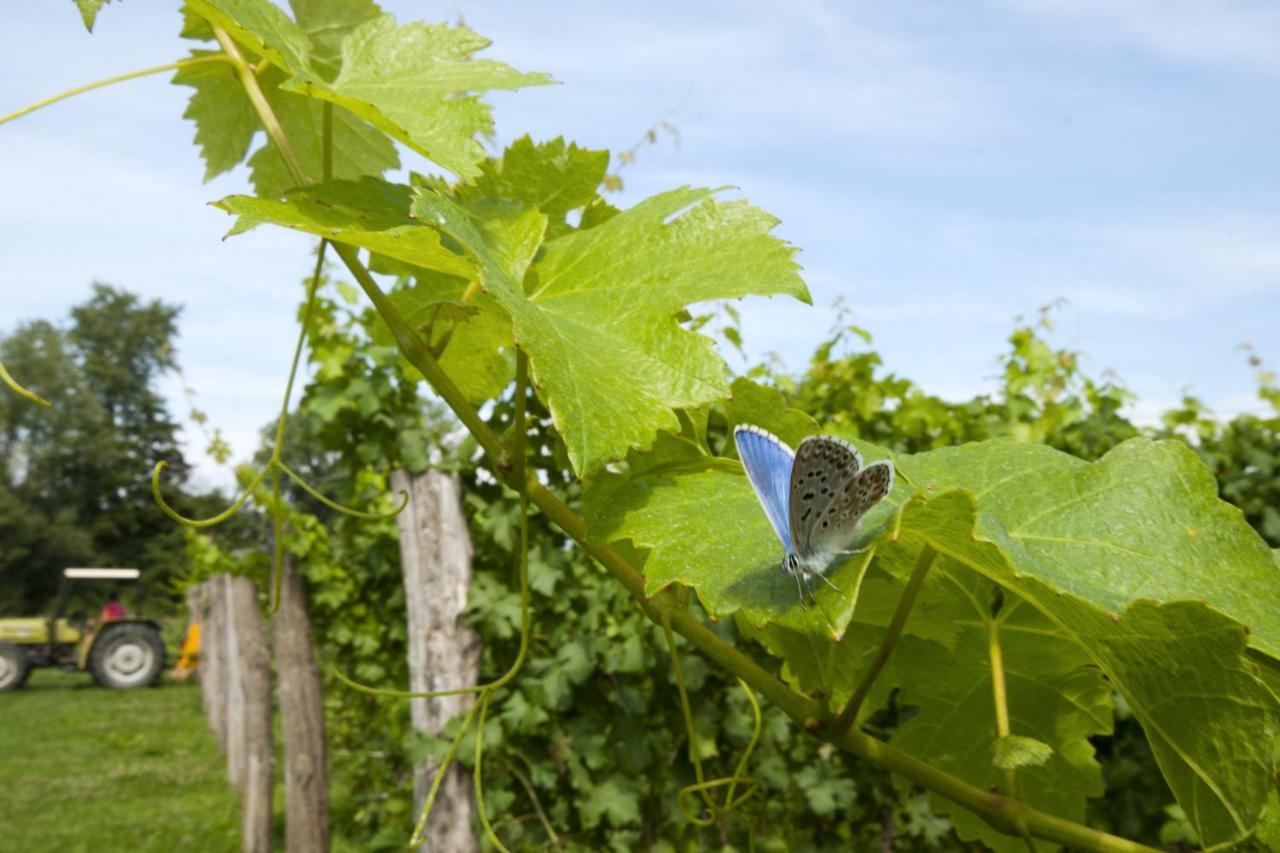 Alloggio Agrituristico CORTE SAN BIAGIO Corno di Rosazzo Esterno foto